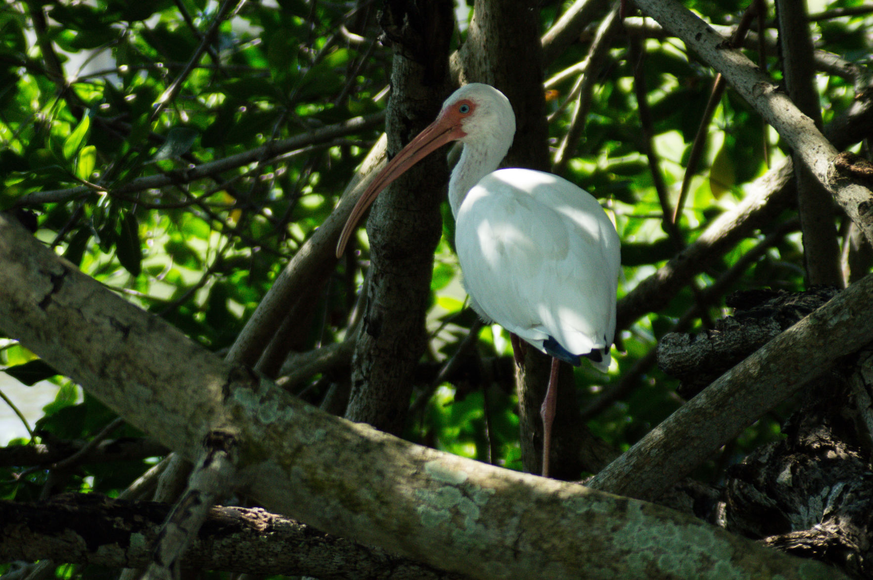 White Ibis